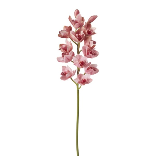 Cymbidium Orchid