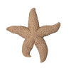 Sea star Mandy