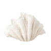 VASE CLAM SHELL