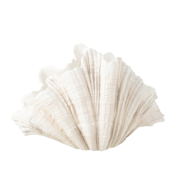 VASE CLAM SHELL