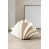 VASE CLAM SHELL - Bilde 2