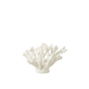 CORAL nr.2