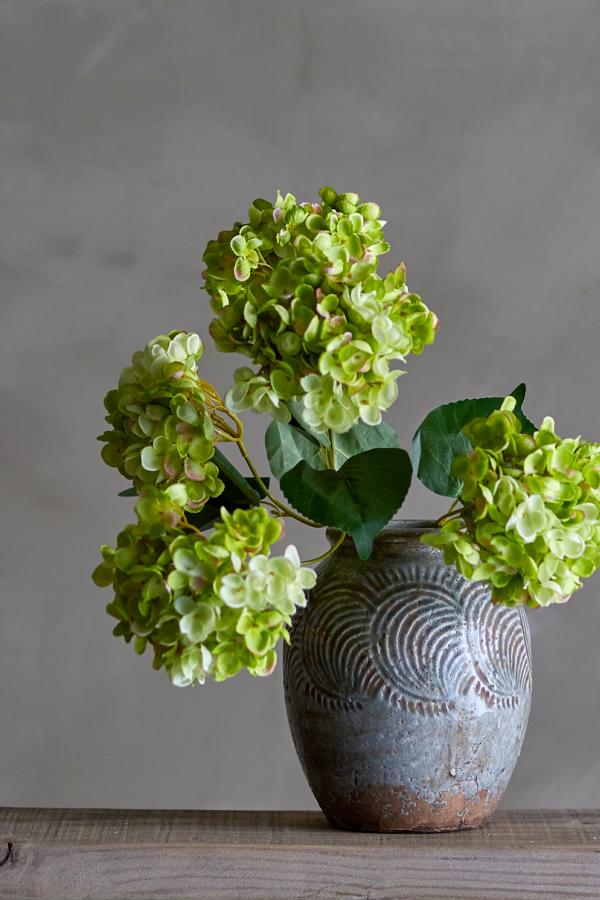 Hydrangea Stilk (Hortensia gren) - Bilde 2