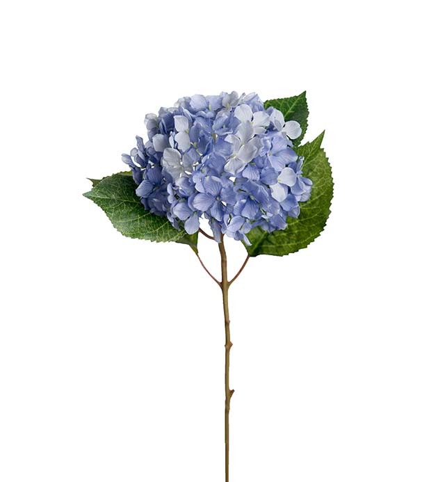 Hortensia, blå (40 cm)