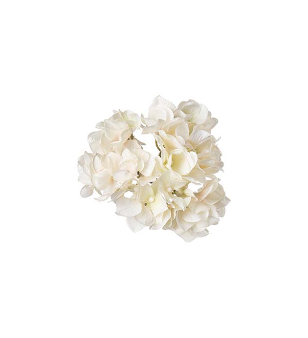 Hortensia med klips