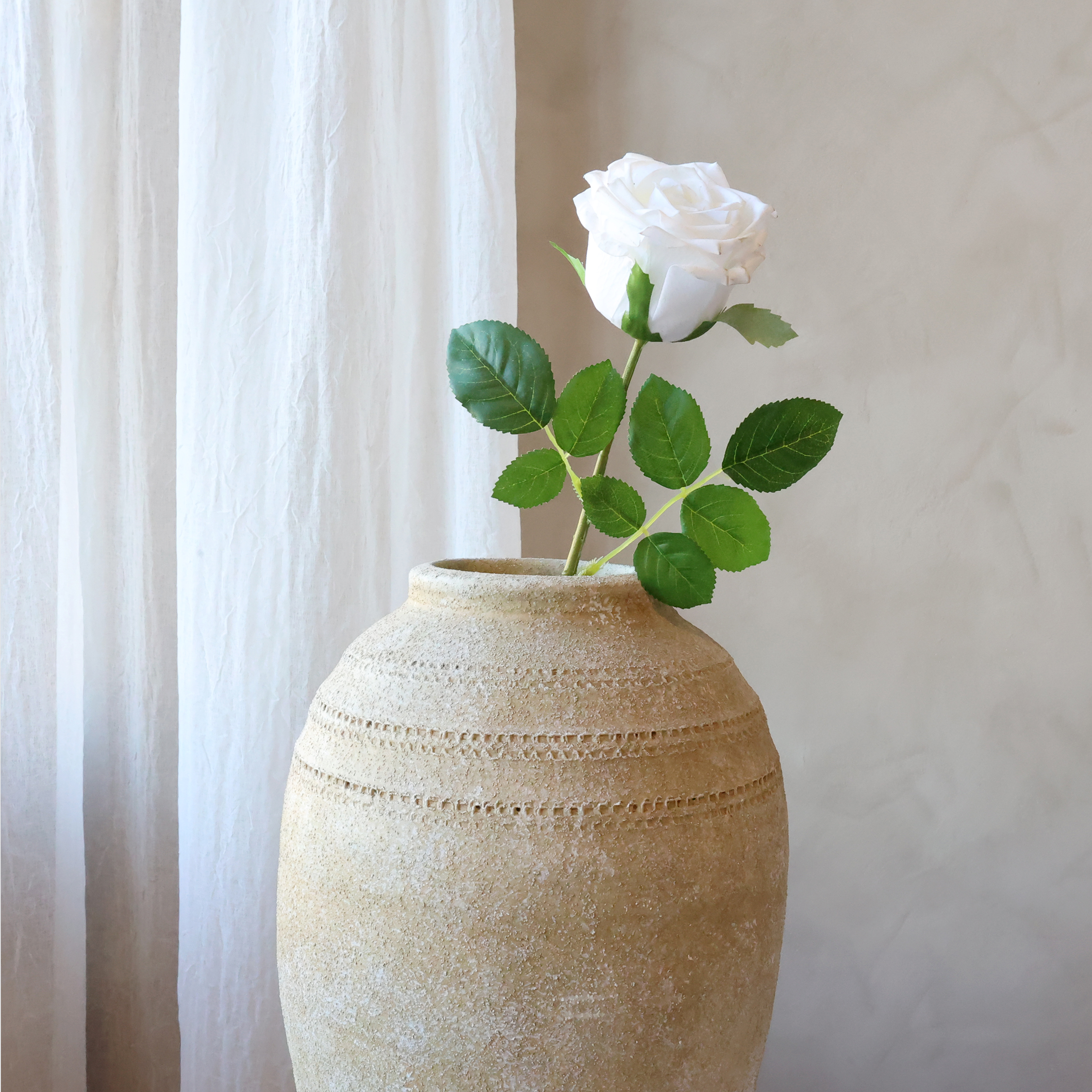 Hvit rose - Bilde 2
