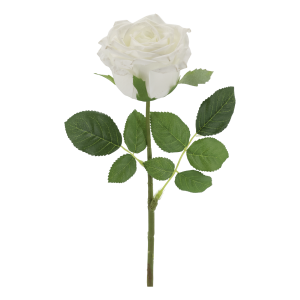 Hvit rose