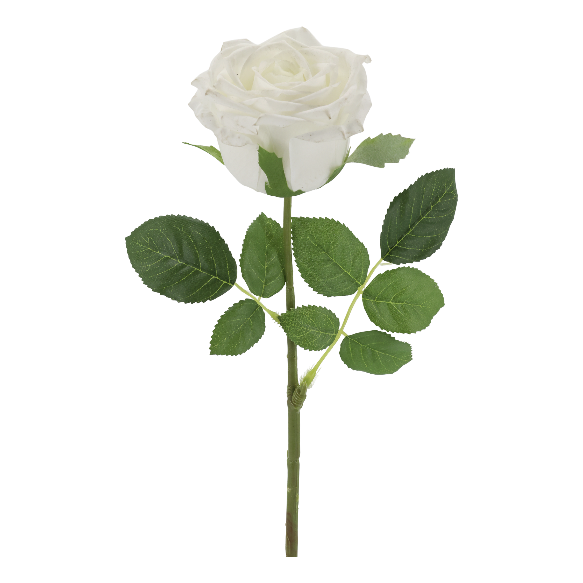 Hvit rose