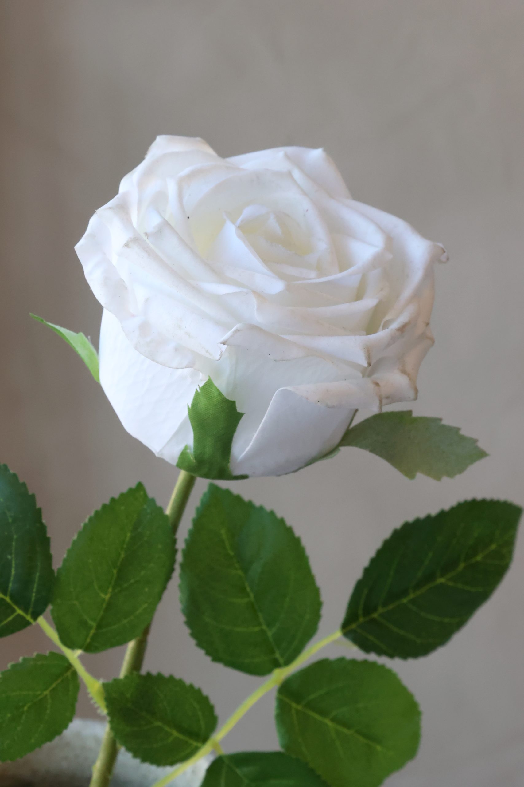 Hvit rose - Bilde 6