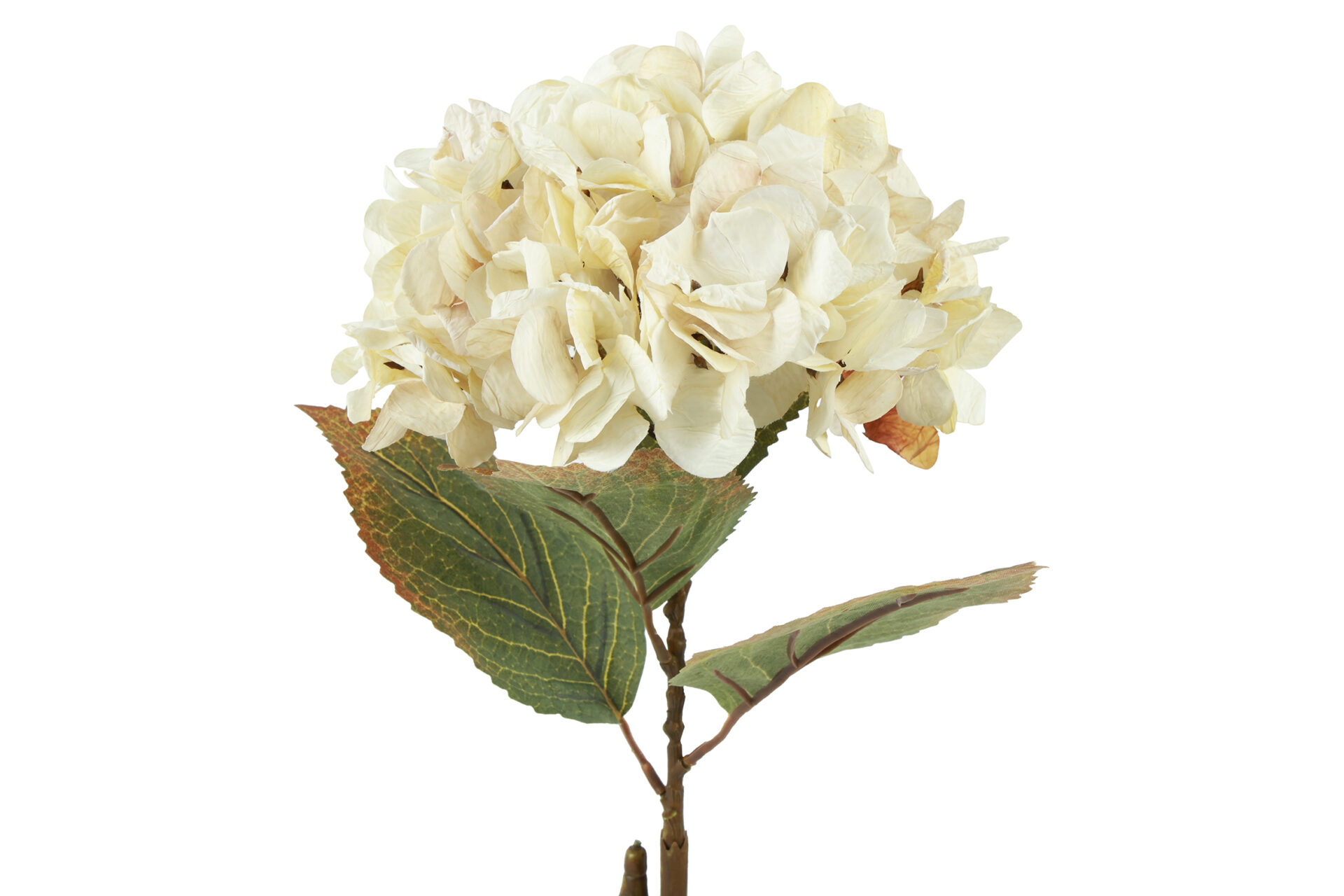 Hortensia – creme, 64 cm